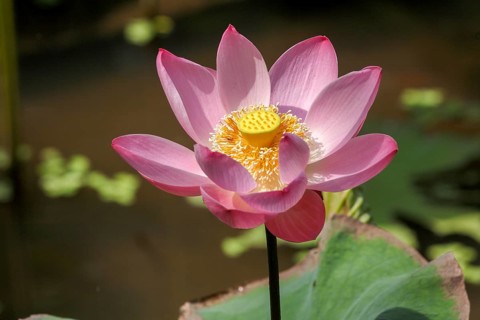 Lotus flower, Nelumbo nucifera, Bali, Indonesia