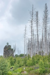 Dead trees on a rocky hill, rock tower, woolbag weathering, bare, dead tree trunks, common spruce