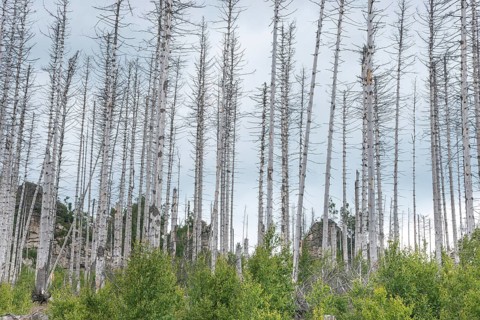 Dead trees on a rocky hill, rock towers, bare, dead tree trunks, common spruce (Picea abies)