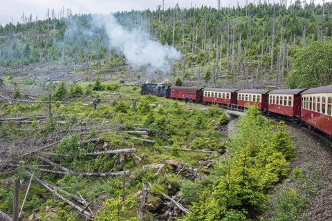 A steaming locomotive of the historic Brocken Railway with several wagons travels from Drei Annen
