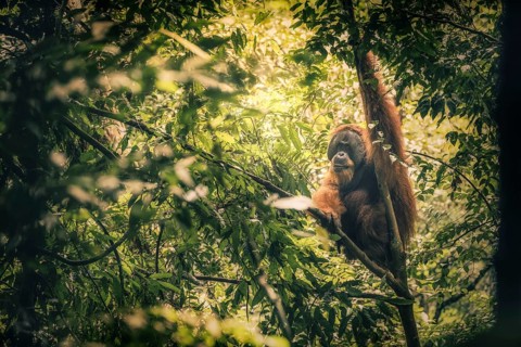 Sumatra-Gunung Leuser National Park, An orangutan sits quietly in the thick branches of the jungle