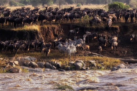The Great Migration, wildebeest and zebras gather at a river's edge to migrate through the African