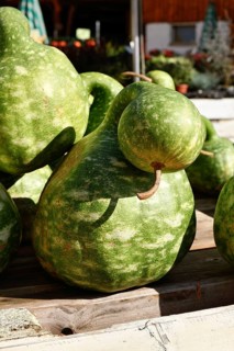 Green Kalebasse 'Speckled Swan' gooseneck gourd