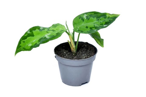 Small Aglaonema pictum tricolor houseplant with camouflage patterned leaves with dark green, light