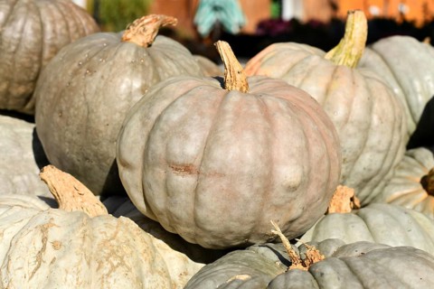 Queensland Blue pumpkins at autumn market