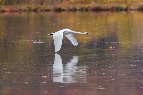 A mute swan (Cygnus olor) flies over a lake. A forest in autumn colors is reflected in the water.