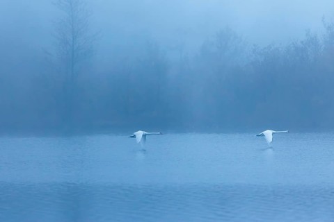 Two mute swans (Cygnus olor) fly over a lake on a cold and foggy morning. In the background, a