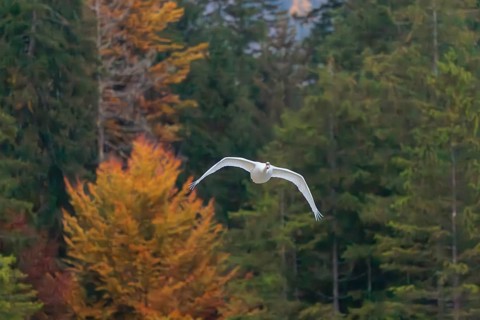 A Mute swan (Cygnus olor) flies over a lake. A forest infall colours can be seen in the background.