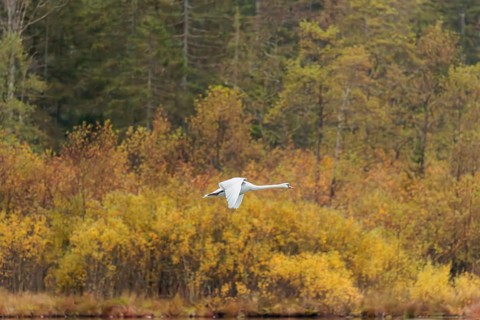 A mute swan (Cygnus olor) flies over a lake. In the background, a forest can be seen in autumnal