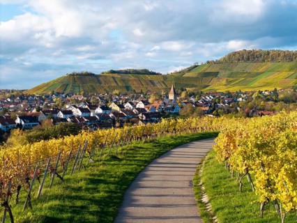 Path through vineyards leads to a village with church tower, surrounded by hills, autumn,