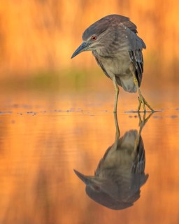 Night heron (Nycticorax nycticorax) young bird hunting in reeds, fishing, sunrise, shallow water