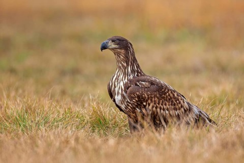 White-tailed eagle (Haliaeetus albicilla) young bird hunting, foraging on the ground, hunting,