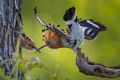 Hoopoe (Upupa epops) bird of the year 2022, male with food, prey, foraging, food for the young