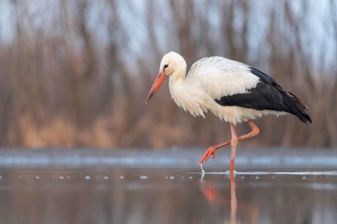 White stork (Ciconia ciconia) rattles' stork, hunting, fishing, foraging, sunrise, night, hunting