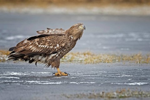 White-tailed eagle (Haliaeetus albicilla) young bird hunting, seascape, frozen lake, frost, ice,