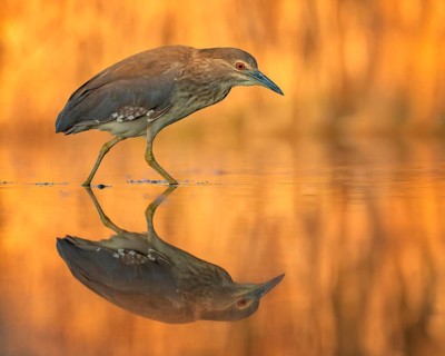 Night heron (Nycticorax nycticorax) young bird hunting in reeds, fishing, sunrise, shallow water