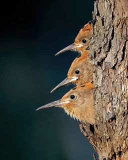 Hoopoe (Upupa epops) bird of the year 2022, young birds looking out of brood cave, food delivery,