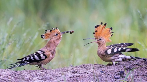 Hoopoe (Upupa epops) bird of the year 2022, male with food for the female, bridal gift, prey,