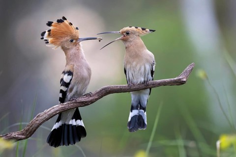 Hoopoe (Upupa epops) bird of the year 2022, male with food for the female, bridal gift, prey,