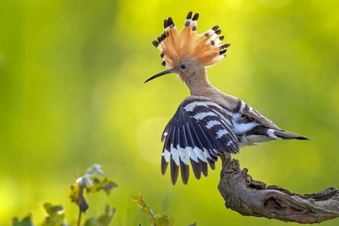 Hoopoe (Upupa epops) bird of the year 2022, male, bridal gift, prey, foraging, interaction, landing