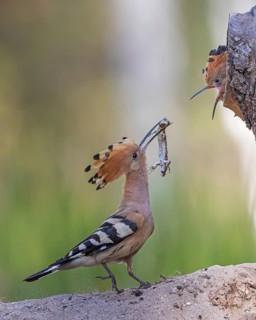 Hoopoe (Upupa epops) bird of the year 2022, male with sand lizard as food, prey, foraging, food for