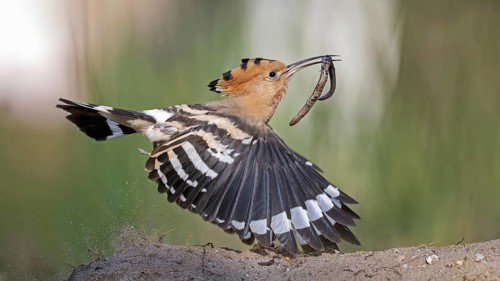 Hoopoe (Upupa epops) bird of the year 2022, female with food for the young birds, bridal gift, with