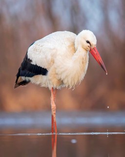 White stork (Ciconia ciconia) rattles' stork, hunting, fishing, foraging, sunrise, night, hunting