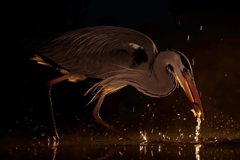 Grey heron (Ardea cinerea), heron, hunting, fishing, with white fish as prey, sunrise, night view,