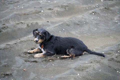 A black dog is lying relaxed on sandy soil on the beach, mixed breed dachshund, beach with magnetic