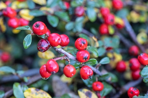 Cotoneaster (Cotoneaster horizontalis), fruits, Emsland, Lower Saxony, Germany