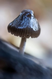 Helmling (Mycena), Emsland, Lower Saxony, Germany