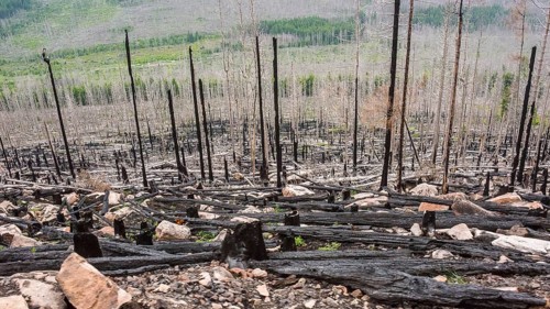Burnt forest, lying and standing charred trees and tree stumps, gloomy, barren, forest fire area on