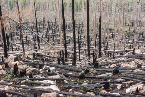 Burnt forest, lying and standing charred trees and tree stumps, gloomy, barren, forest fire area on