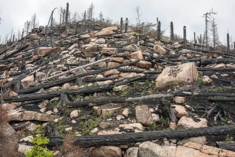 Burnt forest, lying and standing charred trees and tree stumps, gloomy, barren, new greenery,