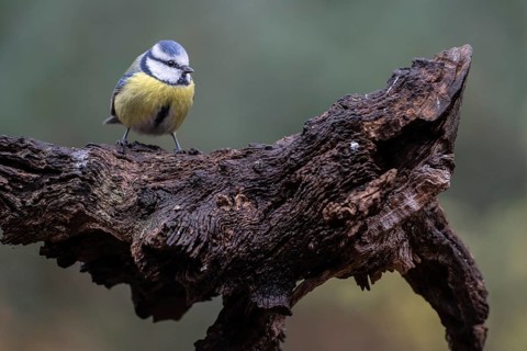 Blue tit (Parus caerulea), Emsland, Lower Saxony, Germany