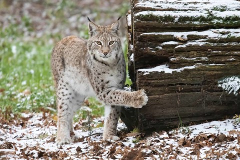 Eurasian lynx (Lynx lynx) next to a snow-covered tree trunk in a wintery forest, Hesse, Germany