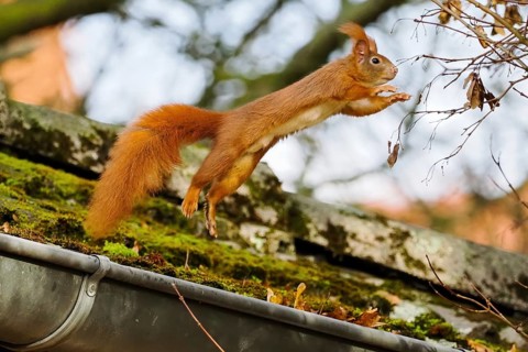A squirrel (Sciurus vulgaris) jumps powerfully over a moss-covered gutter in an autumn environment,