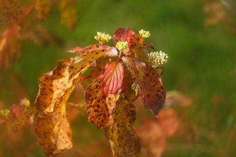 Blood-red dogwood (Cornus sanguinea), branch with buds, alienation, North Rhine-Westphalia, Germany