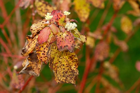 Blood-red dogwood (Cornus sanguinea), branches with buds, North Rhine-Westphalia, Germany