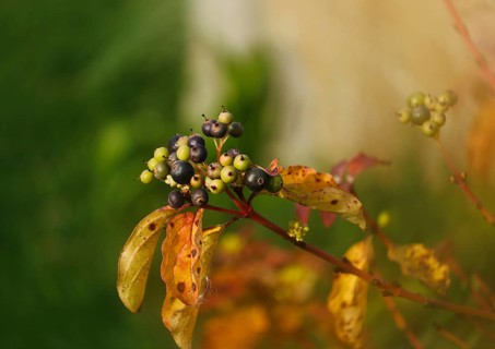 Blood-red dogwood or red dogwood (Cornus sanguinea), branch with berries in autumn, alienation,