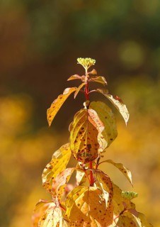 Blood-red dogwood (Cornus sanguinea), branch with buds, North Rhine-Westphalia, Germany