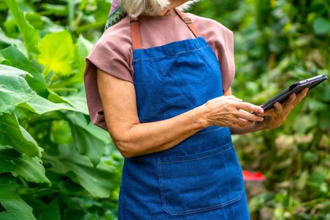 Senior woman farmer wearing an apron, researching new agriculture technologies on a tablet,