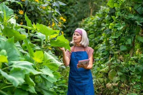 Senior woman in an apron checking plant leaves and holding a digital tablet, demonstrating organic