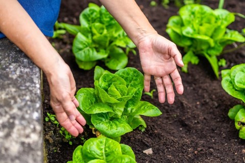 Woman's hands gently nurturing vibrant green lettuce plants thriving in dark fertile soil,
