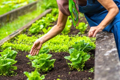 Woman's hand gently touching young, healthy lettuce growing in a raised garden bed, cultivating
