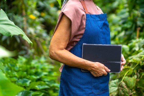 Gardener woman in apron using a tablet to monitor plant health and manage smart, sustainable