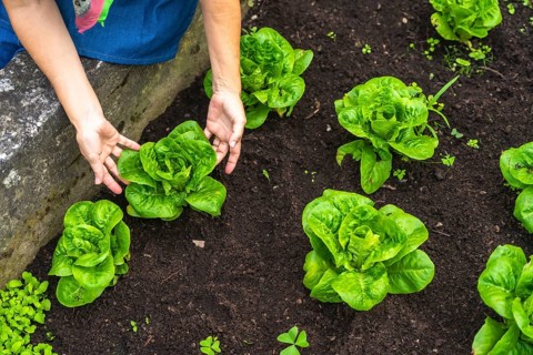 Person hands are carefully tending to rows of vibrant green lettuce plants growing in rich, dark