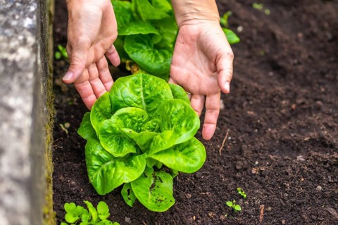 Gardener's hands carefully tending a vibrant green lettuce plant rooted in dark, rich garden soil,