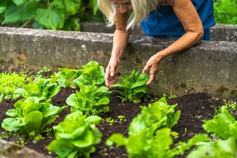 Woman with blonde hair tending a raised garden bed, carefully harvesting fresh organic green