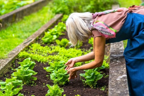 Senior woman tending to her vegetable garden, carefully checking young green lettuce plants growing